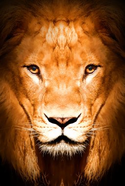 Aslan boyama