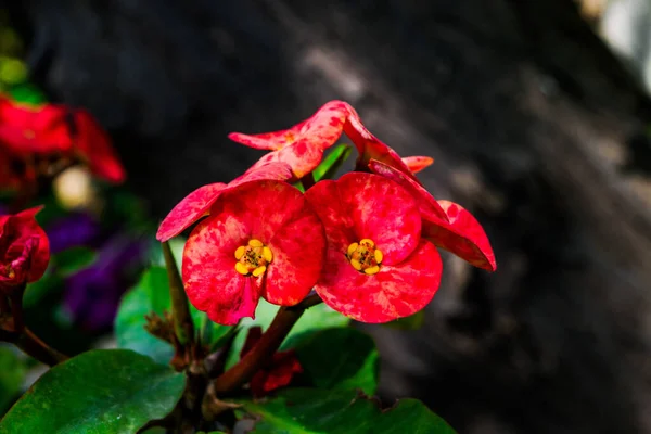 Flores Rojas Con Hojas Verdes — Foto de Stock