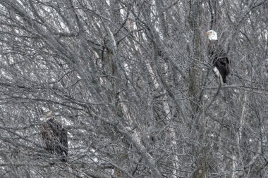 Ağaca tünemiş Kel Kartallar