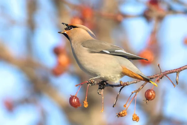 Gros Plan Bohemian Waxwing Oiseau Gorgeant Crabe — Photo