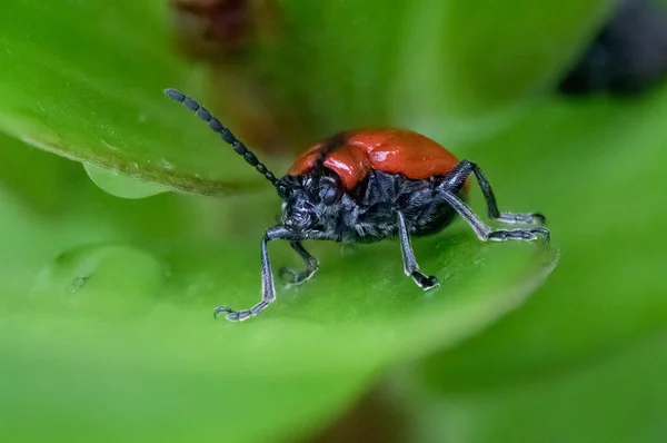 Extremo Primer Plano Red Lily Beetle Mostrando Muchos Detalles Cuerpo — Foto de Stock