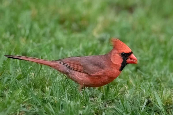Gros Plan Cardinal Nordique Mâle Debout Dans Herbe Verte — Photo
