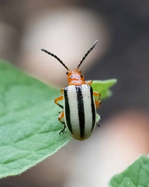 Close Scarabeo Patate Tre Foderato Sulla Punta Delle Foglie Verdi Foto Stock