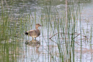 Erkek Gadwall ördeği suyun ortasında duruyor.
