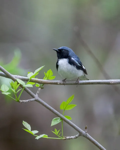 Black Throated Blue Warbler Empoleirado Galho Árvore — Fotografia de Stock