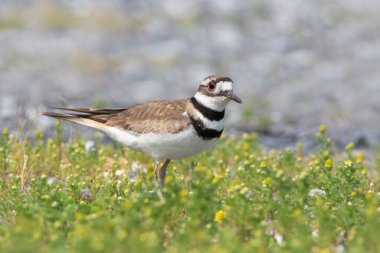 Aysız sarı papatya çiçekleri tarlasında duran ölüm geyiği yağmurkuşu.
