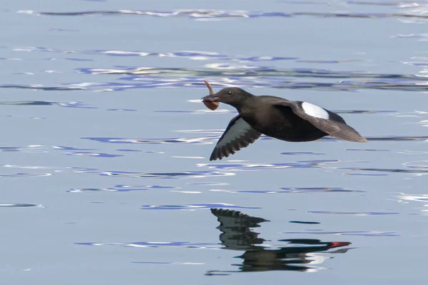 Kara Guillemot Ağzında Balıkla Suyun Üzerinde Uçuyor — Stok fotoğraf