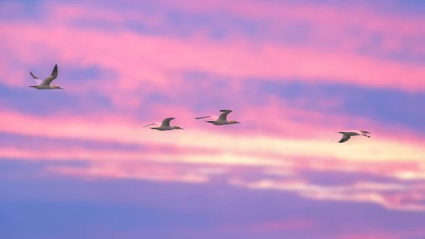 Four Northern Gannet Birds Flying Pink Purple Sky Dusk — Stock Photo, Image