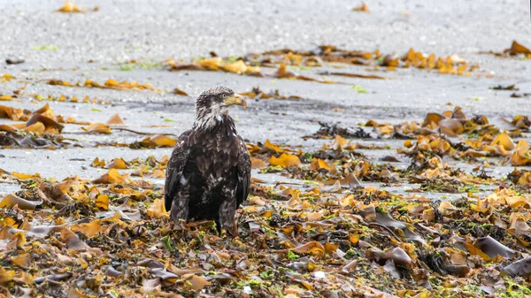 Omogen Bald Eagle Fångas Födosök Bland Tång Och Alger Stranden — Stockfoto