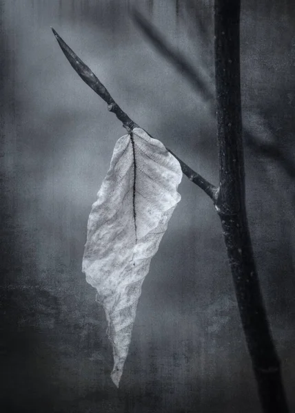 Black White Texturized Artistic Photo Dying Leaf Still Clinging Branch Fotografia Stock