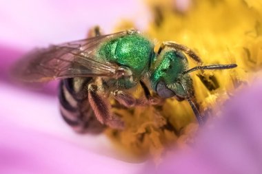 Agapostemon green wild bee foraging in pink and yellow flower clipart