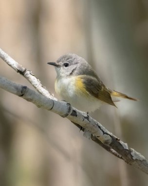 Dişi Amerikan Kızılağaç bülbülü ormandaki ağaç dalında