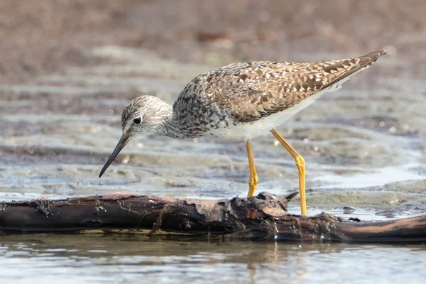 Kıyı Şeridinde Yiyecek Arayan Küçük Sarı Bacaklı Bir Kuş — Stok fotoğraf