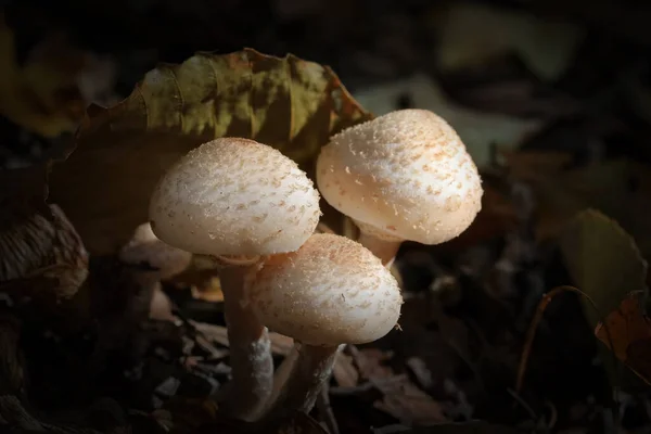 Three Young Honey Mushroom Light Beam Dark Forest — Stockfoto