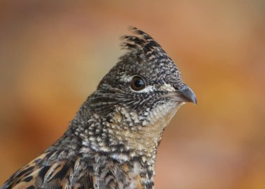 Bulanık sonbahar yapraklarına karşı Ruffy Grouse kekliğinin aşırı yakın plan portresi