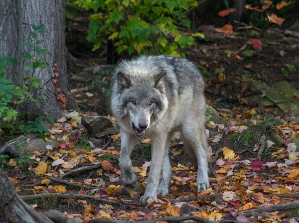 Face View Angry Wolf Autumn Forest — Stock Photo, Image
