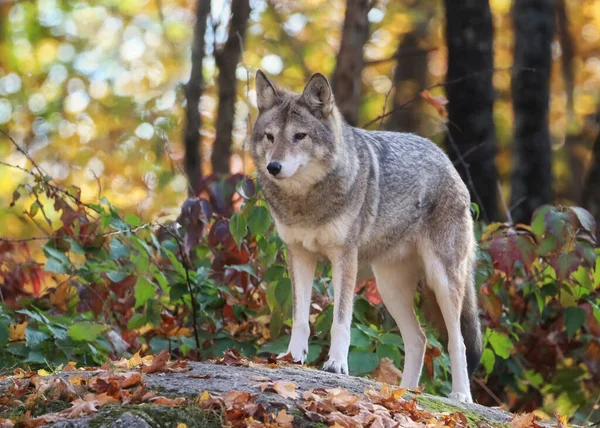 Coyote Top Rock Autumn Forest Looking Something 图库图片