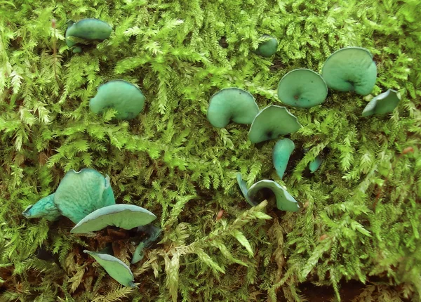 Green Wood Cup Fungi Growing Moss Covered Wood Log — стоковое фото