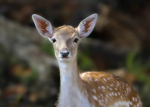 White Tailed Deer Fawn Closeup Portrait Forest — стоковое фото
