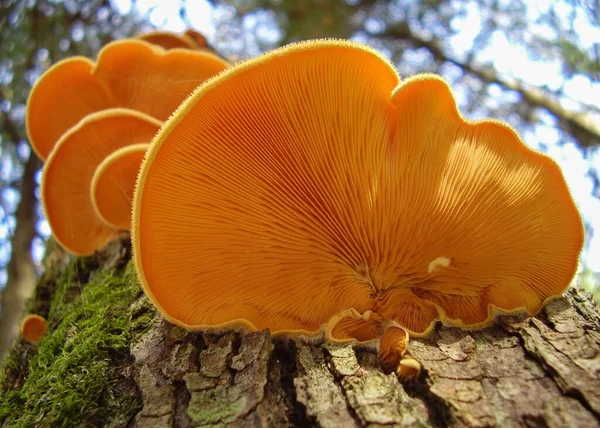 Orange Mock Oyster Mushrooms Tree Trunk Viewed 免版税图库图片