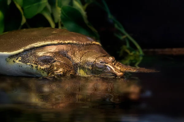 Zbliżenie Spiny Softshell Turtle Pół Zanurzone Krawędzi Wody — Zdjęcie stockowe