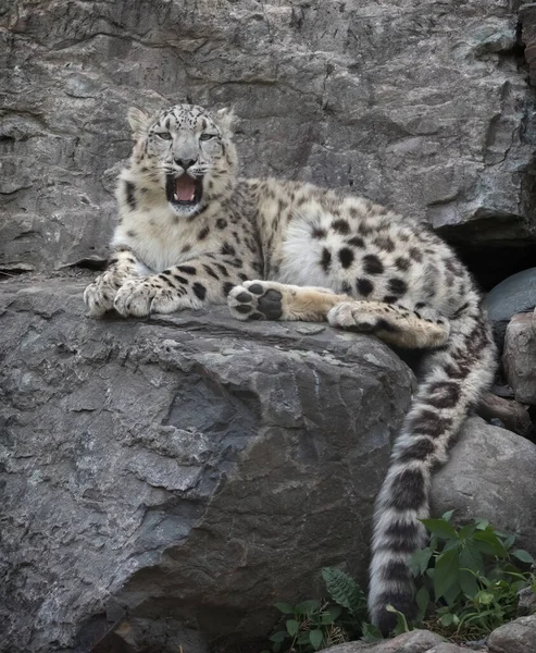 Snow Leopard Mouth Open Laying Rocks Looking Viewer — Stock Photo, Image