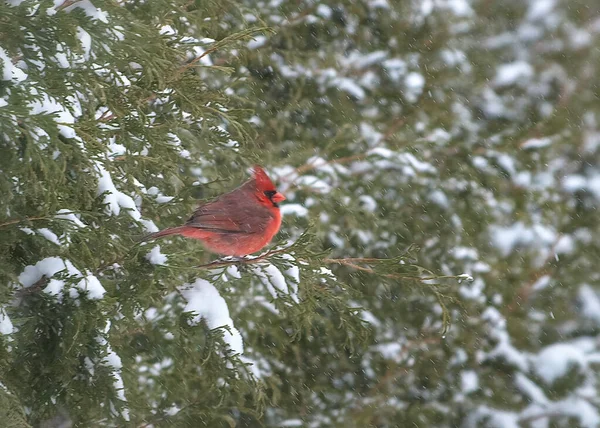 Erkek Kızıl Kuzey Kardinal Kuşu Kar Fırtınasında Sedir Ağacında — Stok fotoğraf