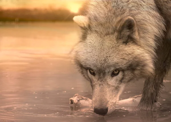Extreme Nahaufnahme Von Grauem Wolf Der Bei Sonnenuntergang Aus Einem — Stockfoto