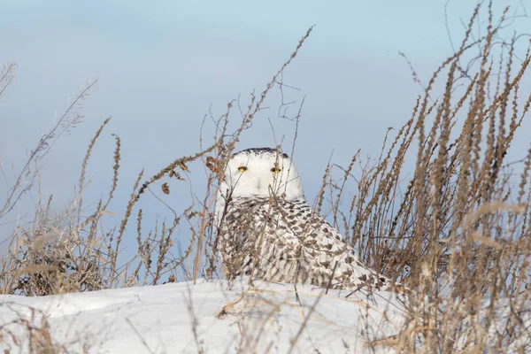 Snowy Owl Hunting Tall Grass Hide Snowy Hill Top — Stock Photo, Image