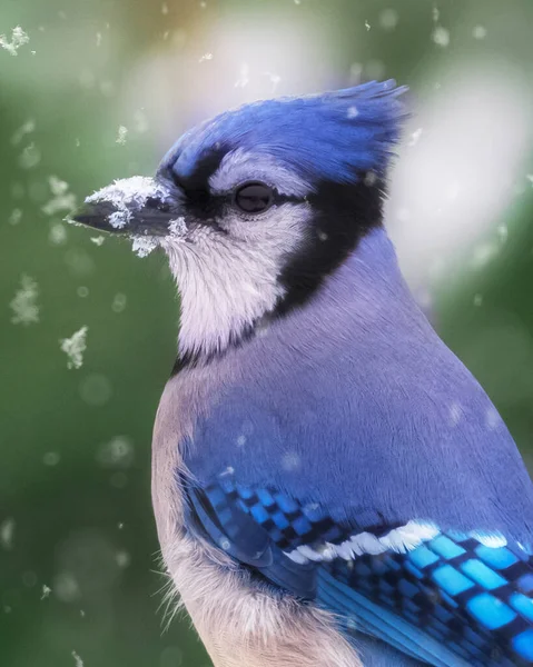 Beau Portrait Gros Plan Blue Jay Sous Neige Légère — Photo