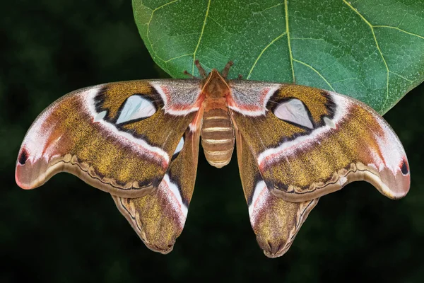 Vrouwelijke Atlasvlinder Groen Blad Tegen Donkere Achtergrond — Stockfoto