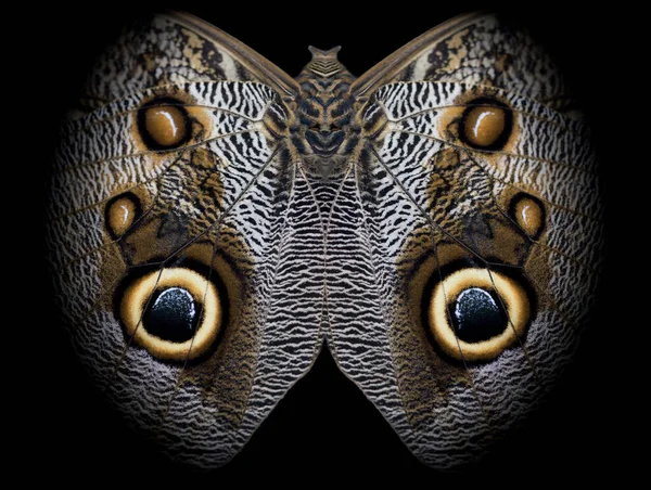 猫头鹰蝴蝶的下侧数字镜像 导致土著人的面具形象 — 图库照片