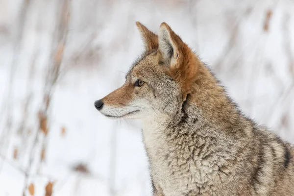 Profilo Primo Piano Estremo Ritratto Coyote Inverno Fotografia Stock