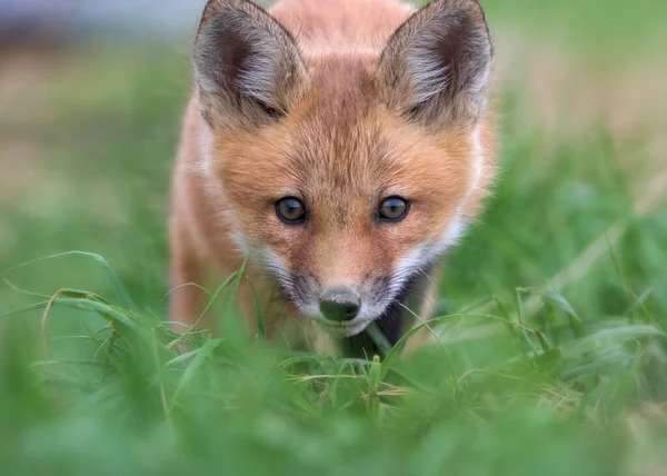 Extrema Vista Frontal Close Retrato Red Fox Filhote Grama Verde — Fotografia de Stock