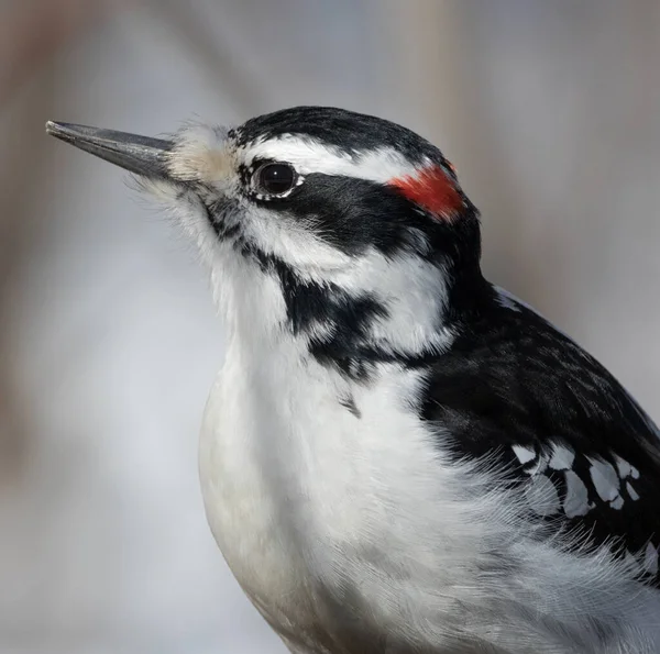 Homme Poilu Woodpecker Gros Plan Portrait — Photo