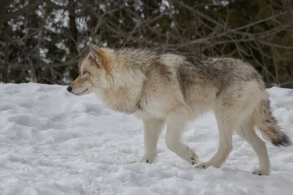 Πλευρική Άποψη Closeup Του Ξύλου Λύκος Περπάτημα Στο Χιόνι — Φωτογραφία Αρχείου