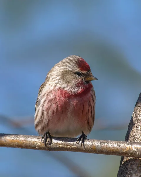 Розовая Краснополосая Птица Сидела Ветке Дерева — стоковое фото