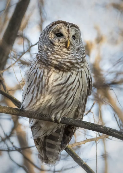 Closeup Grayish Barred Owl Perching Tree Branch Winter — Stock Photo, Image