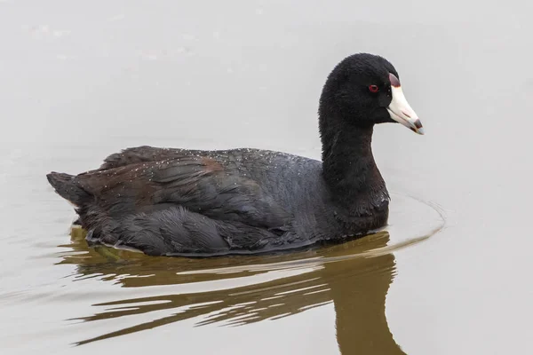 Nahaufnahme Eines Wasservogels Der Teich Schwimmt — Stockfoto