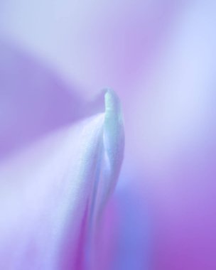 Pastel mor lale yaprakları birleşiyor.