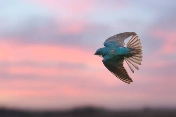 Closeup Tree Swallow Flight Pink Sky Background — Stok fotoğraf