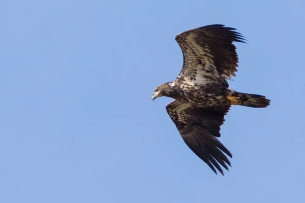 Closeup Young Bald Eagle Flying Blue Sky — Stockfoto