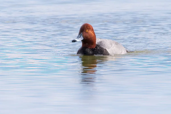 Closeup Male Redhead Duck Swimming Blue Waters — ストック写真