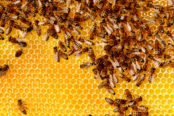 Honigbienen — Stockfoto