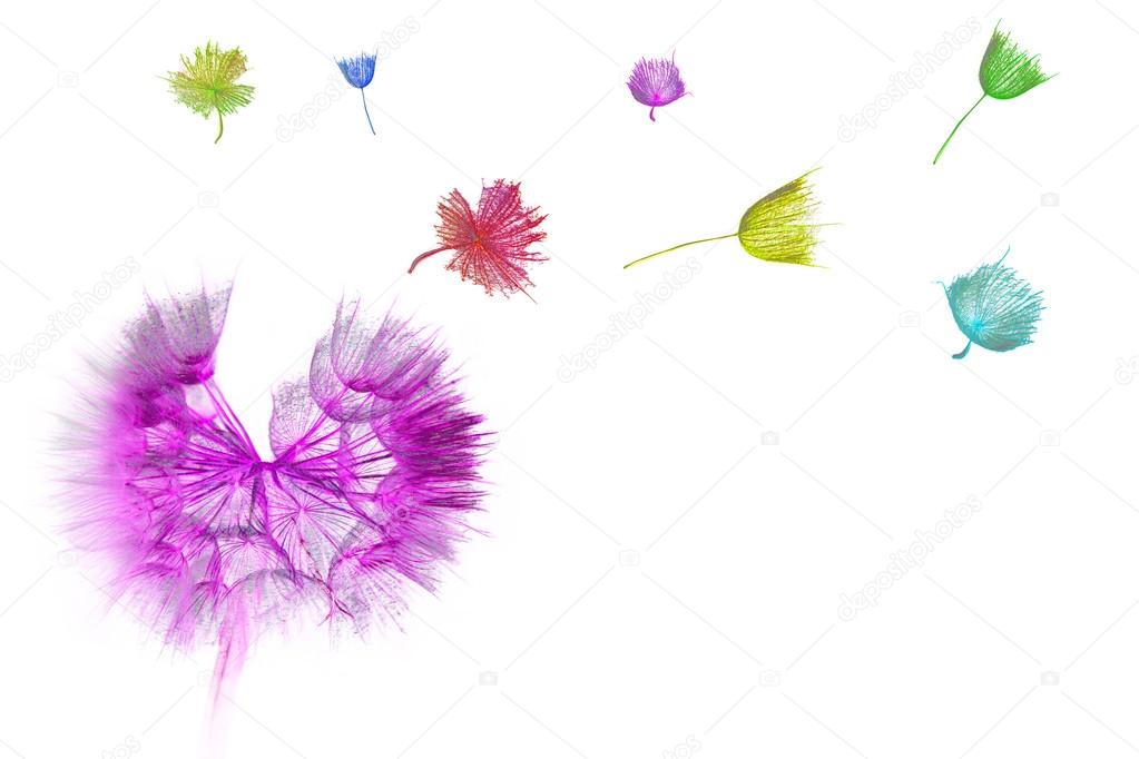 Colorful dandelion seeds flying