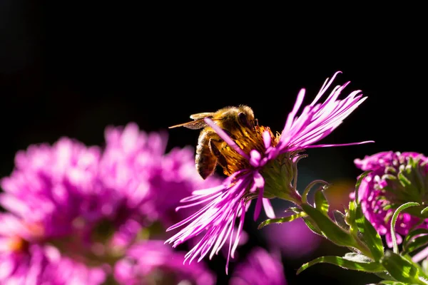 Бджола Сидить Астері Збирає Пилок Чорне Тло — стокове фото