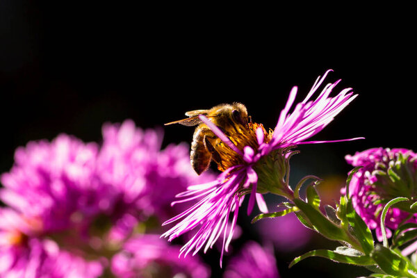 Bee sitting on an Aster collecting pollen. Black background.