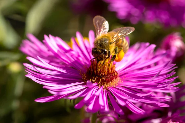 Bir Aster 'ın üzerinde oturan arı polen topluyor..