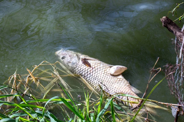 Dos Peixes Mortos Dosens Carpa Comum Que Foram Encontrados Flutuando — Fotografia de Stock