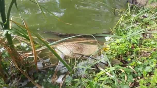 2021年10月にスタンレー公園のラグーンレイク周辺に浮遊する魚 一般的な鯉 の1匹が死んでいます — ストック動画
